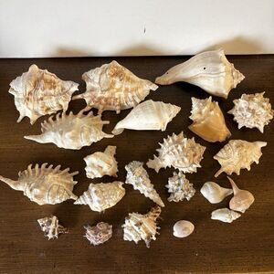 Shell Lot Coastal Natural Hermit Crab Shells Beach Decor Crafts Aquarium L